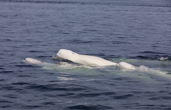 白クジラ