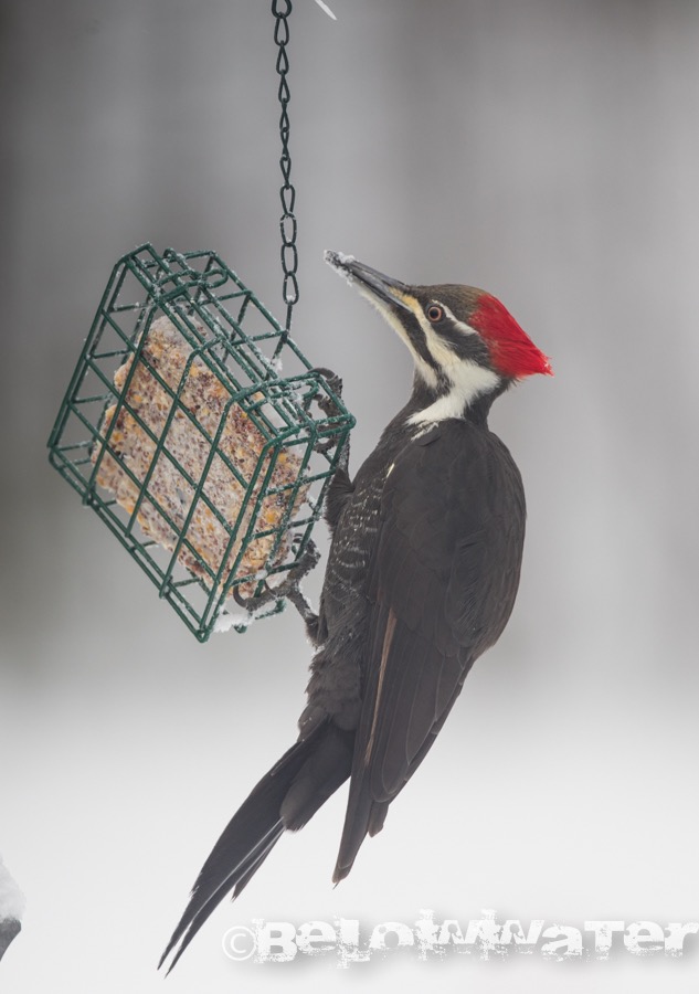 Pileated_woodpecker　エボシクマゲラ
