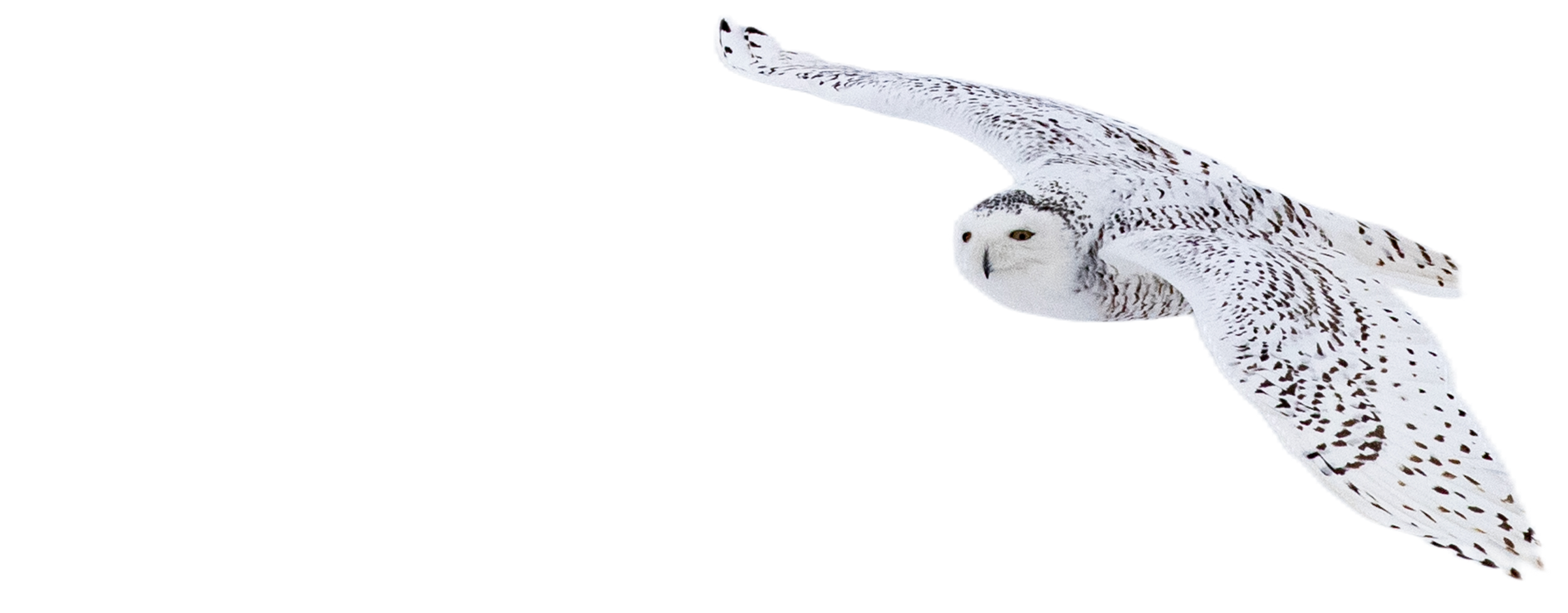シロフクロウ snowy owl